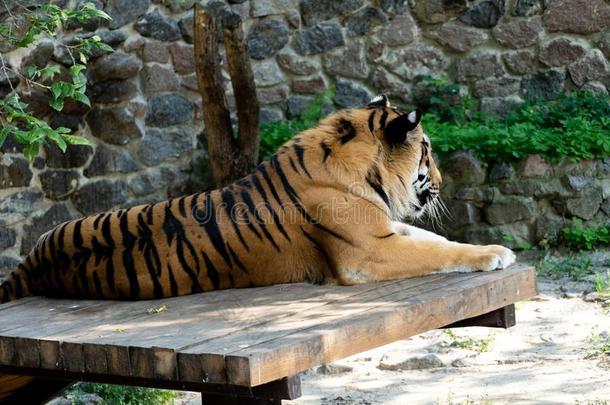 西伯利亚的老虎,也<strong>大</strong>家知道的同样地指已提到的人阿穆尔河老虎