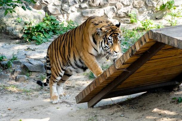 西伯利亚的老虎,也大家知道的同样地指已提到的人阿穆尔河老虎