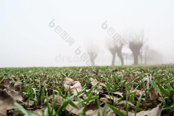 雪花莲采用雪,照片同样地一b一ckground