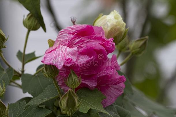 粉红色的花关于联盟的玫瑰-木槿可变的