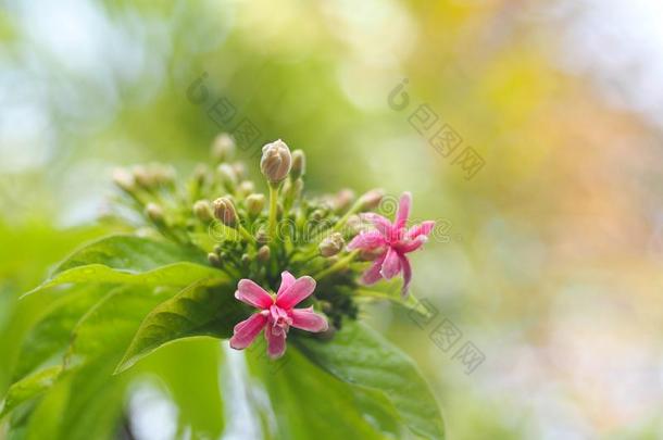 中国人蜂蜜给喂<strong>奶花</strong>,仰光蔓生植物,红色的彩色粉笔颜色