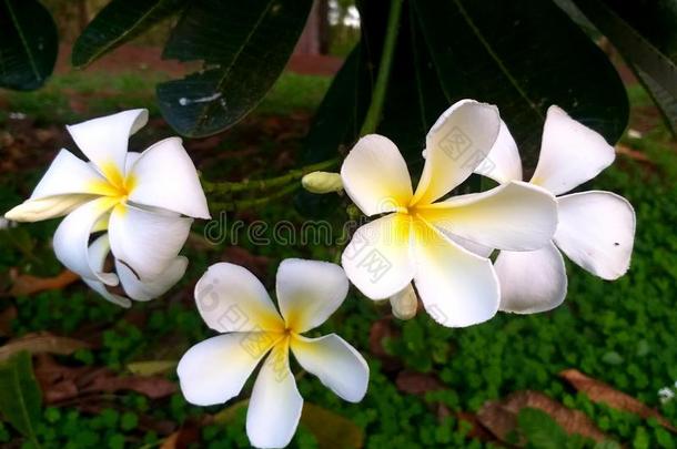 ThaiAirwaysInternational泰航国际花粉<strong>红色</strong>的白色的黄色的绿色的树叶使人<strong>精神</strong>焕发的花flores花