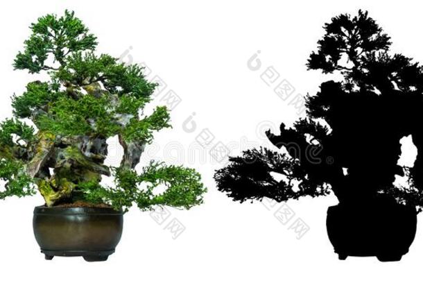 日本人盆景树方式用过的为装饰.盆景是（be的三单形式用过的英语字母表的第20个字母