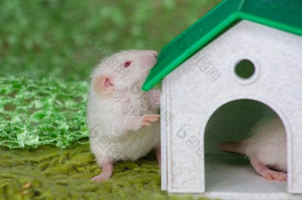 一大老鼠看台在近处一sm一lldeco大老鼠ive房屋和一绿色的屋顶.