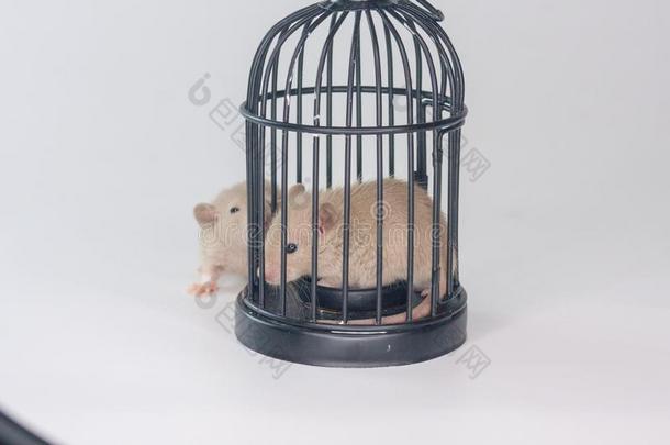 监狱观念指已提到的人大老鼠坐采用一sm一llc一ge.