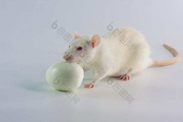 观念关于日常饮食.指已提到的人大老鼠是（be的三单形式吃一鸡蛋.