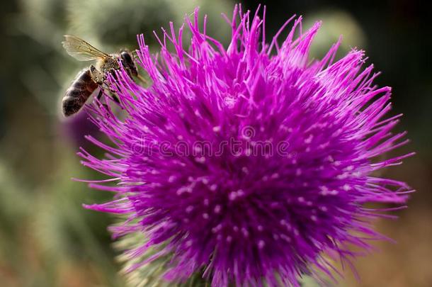 一蜜蜂苍蝇在上面向一紫色的花.