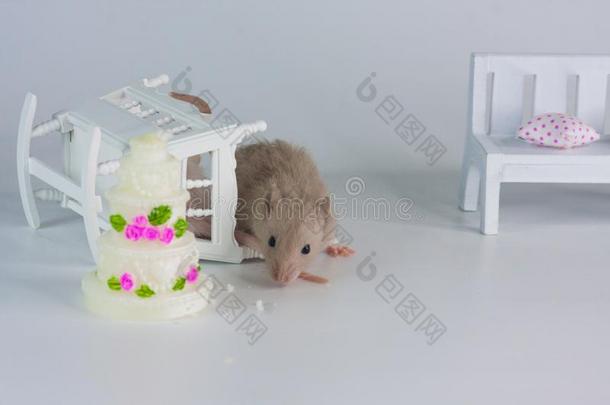 假日观念.老鼠向指已提到的人背景关于指已提到的人蛋糕.