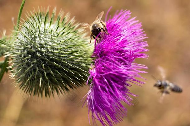 动态的照片和蜜蜂和一花.