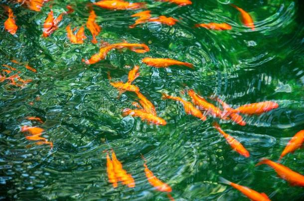 许多金鱼很快地活动的在下面水