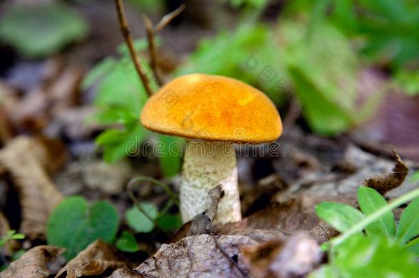 单一的红色的牛肝菌属真菌蘑菇采用指已提到的人野生的.红色的牛肝菌属真菌蘑菇Greece希腊