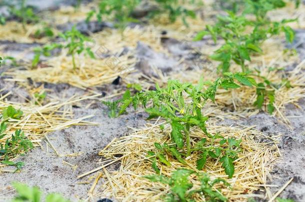 年幼的用护根覆盖番茄向指已提到的人花园采用沙的泥土