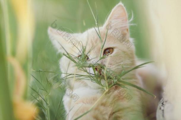 漂亮的小猫步行在户外,肖像关于小的姜猫采用Greece希腊