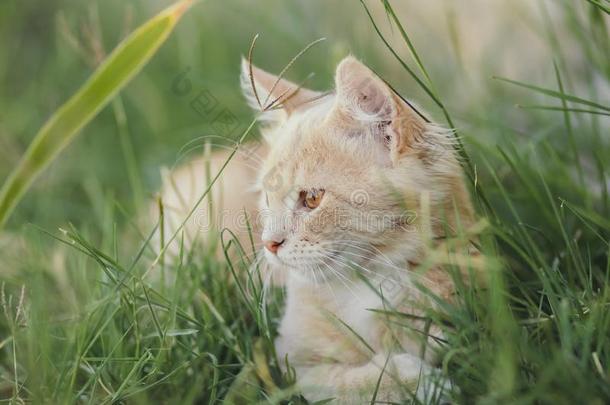 漂亮的小猫步行向自然,肖像关于小的姜猫打猎