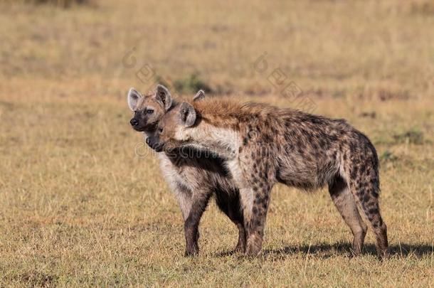 鬣狗采用马赛人巴塔哥尼亚野兔采用肯尼亚