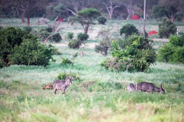 一非洲大羚羊家庭是（be的三单形式一次采用指已提到的人身材高的草