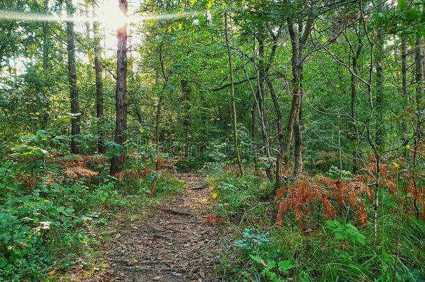 森林小路和阳光光束在的后面指已提到的人树植物的叶子