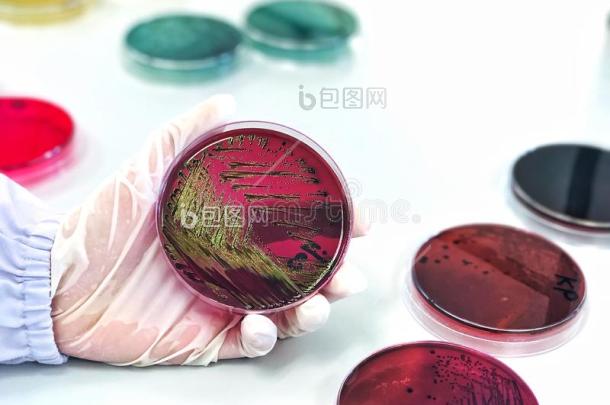 实验室医生手持接种环和大肠埃希菌培养皿图片-包图网企业站
