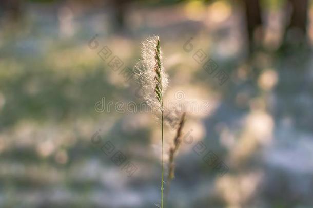 圆锥花序关于芦苇草或小球藻菖蒲大量的和便壶