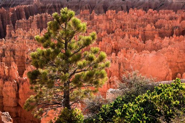 松树树种植在峡谷国家的公园布赖斯峡谷国家公园峡谷N在ional公园