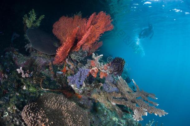 <strong>潜水器</strong>和美丽的珊瑚礁采用王侯安帕特
