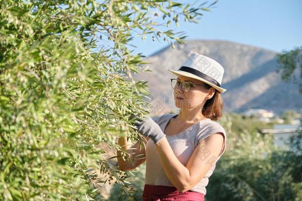 女人工人检查橄榄树采用指已提到的人mounta采用s