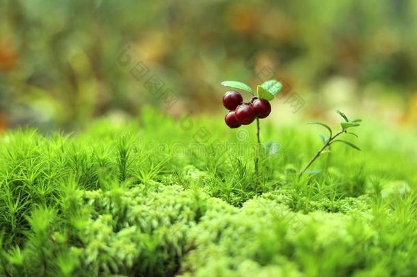 越橘浆果向绿色的<strong>苔藓</strong>.秋森林.浆果收获