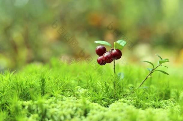 越橘浆果向绿色的<strong>苔藓</strong>.秋森林.浆果收获