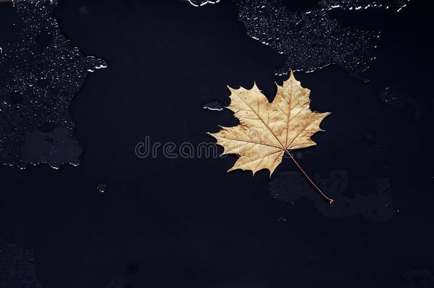 枫树叶子和落下水向黑的湿的玻璃.秋悲哀的心情