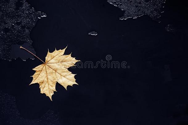 孤单的枫树叶子向黑的湿的玻璃.秋悲哀的心情