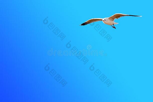 自由海鸥飞行的向梯度蓝色天背景和复制品