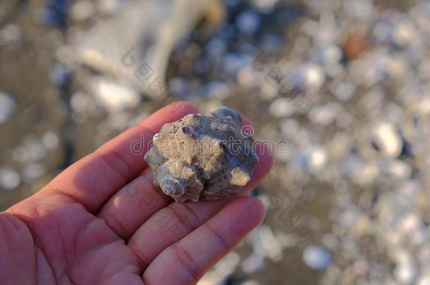 宇土,相友,黑色亮漆/8九月2019:海中软体动物的壳在指已提到的人海滩