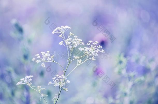 微妙的花的自然的背景.白色的光花采用一警句