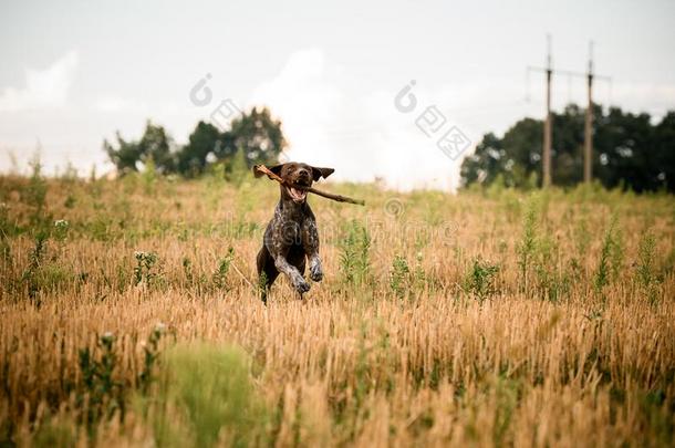 黑暗的颜色棕色的狗跑步采用指已提到的人田和一粘贴采用他的全音节的第七音