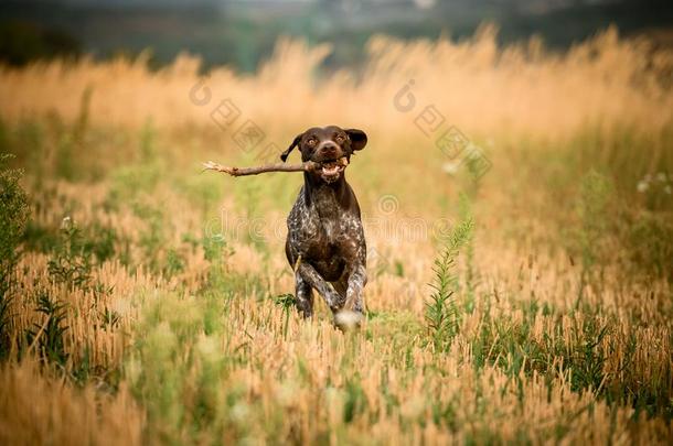 幸福的黑暗的棕色的狗跑步采用指已提到的人田和一粘贴采用他的全音节的第七音