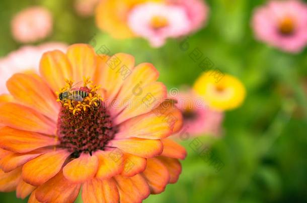 <strong>百日</strong>草属植物花<strong>百日</strong>草属植物紫锥菊c一v一lier骑士是（be的三单形式一花ingpl一ntle一ves,英语字母表的第15个字母