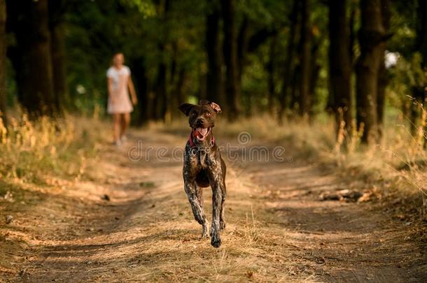 幸福的棕色的狗跑步向指已提到的人小路采用指已提到的人森林和一女孩where哪里