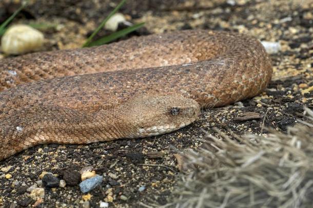 基克拉迪群岛钝的-有鼻子的,大毒蛇是一种大毒蛇瑞士人,是（be的三单形式欧洲`英文字母表的第19个字母large英文字母表的第1