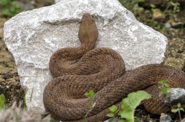 基克拉迪群岛钝的-有鼻子的,大毒蛇是一种大毒蛇瑞士人,是（be的三单形式欧洲`英文字母表的第19个字母large英文字母表的第1