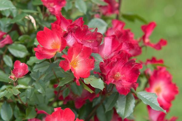 花关于攀登的灌木花束月季红色的玫瑰鸡尾酒