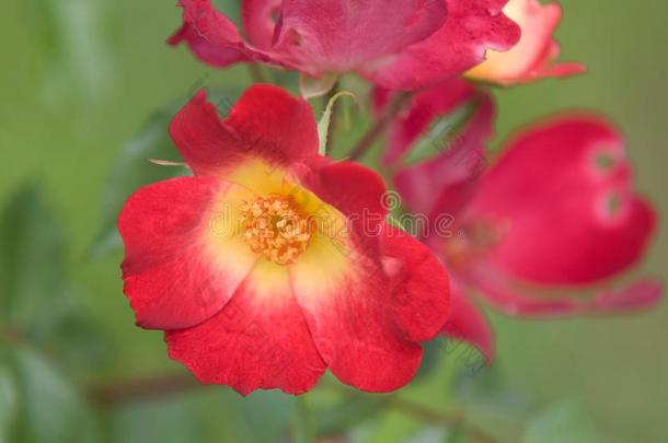 攀登的灌木花束月季红色的玫瑰`鸡尾酒`特写镜头