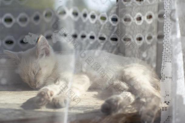 一小的小猫砍倒睡着的向一窗窗台在旁边指已提到的人窗,贝欣