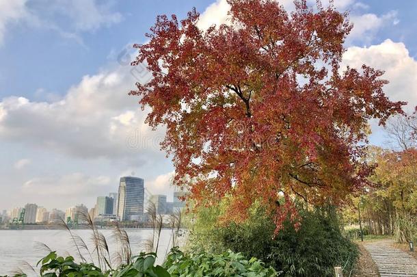 一身材高的中国人身材高的ow树采用秋在近处指已提到的人河