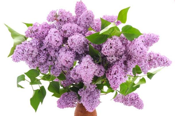 紫色的丁香花属花