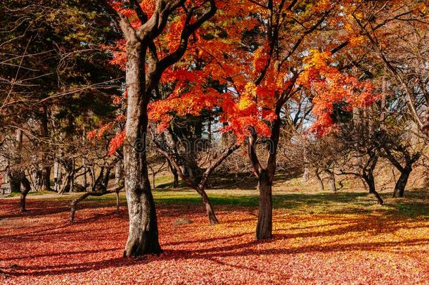 红色的秋枫树树花园在阿祖Wakam在su敦贺工作单城堡
