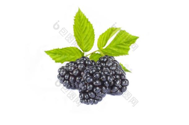 新鲜的成熟的多汁的黑莓和树叶,有机的甜的黑的第二类开尔文函数