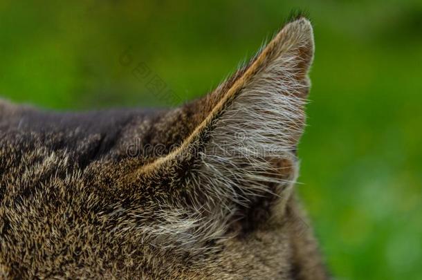 关-在上面猫耳朵和指已提到的人质地关于羊毛和头发向绿色的heat的过去式和过去分词