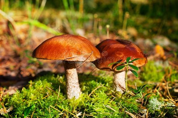 两个美丽的可以吃的蘑菇向绿色的苔藓背景种植采用