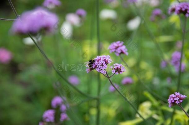 马鞭草属植物是（be的三单形式一紫色的花.和在那里一re蜜蜂
