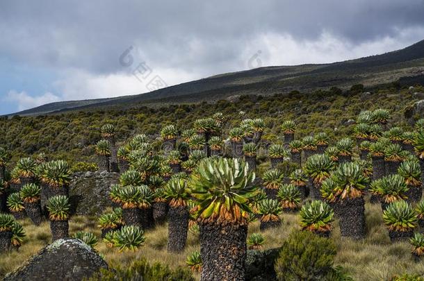 巨人千里光属植物树状收缩乞力曼半径在乞力马扎罗山N在iona